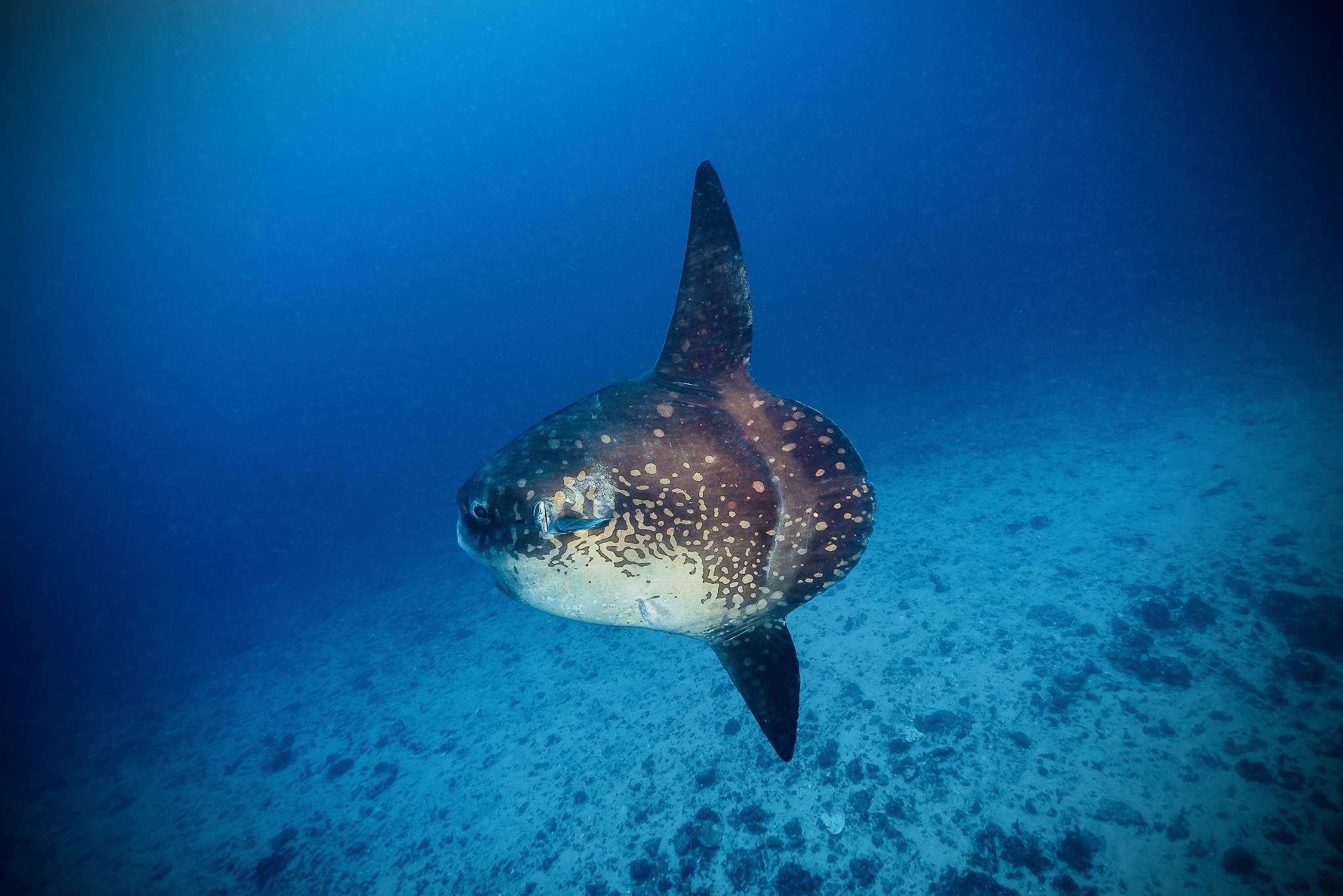 Maximise your Mola-Mola search with PADI’s Deep Diver Specialty